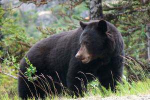 A sow (not pictured) had to be destroyed recently in Chilliwack because a resident had been feeding her and her two cubs. The cubs have been taken to a rehabilitation facility. (Black Press File).