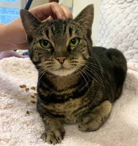 Meow Meow is a nine-year-old tabby currently recovering at the Alberni-Clayoquot SPCA branch after being attacked by a stray dog. SUBMITTED PHOTO