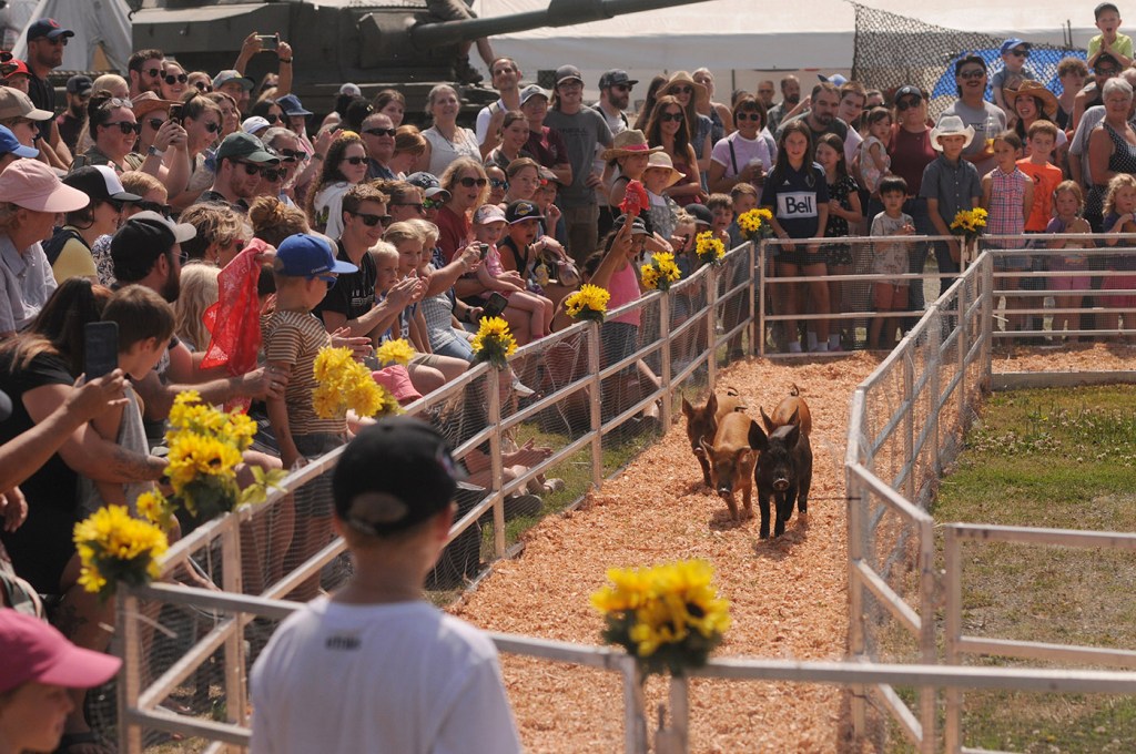 People watch the Aces Flying Pig Races during the 153rd annual Chilliwack Fair at Chilliwack Heritage Park on Saturday, Aug. 9, 2025.