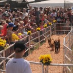 People watch the Aces Flying Pig Races during the 153rd annual Chilliwack Fair at Chilliwack Heritage Park on Saturday, Aug. 9, 2025.
