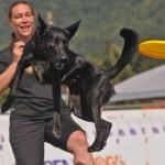 Dove Cresswell watches as dog Ninja goes for a disc in the Extreme Dogs show during the 153rd annual Chilliwack Fair at Chilliwack Heritage Park on Saturday, Aug. 9, 2025.