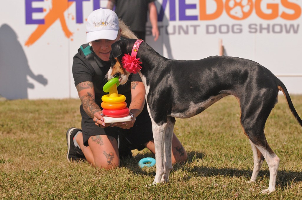 Jenn Schielke holds a baby toy as dog Feather stacks rings in the Extreme Dogs show during the 153rd annual Chilliwack Fair at Chilliwack Heritage Park on Saturday, Aug. 9, 2025.