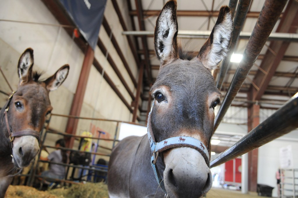 Two donkeys are pictured during the 153rd annual Chilliwack Fair at Chilliwack Heritage Park on Saturday, Aug. 9, 2025.