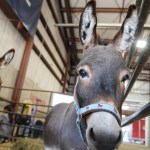 Two donkeys are pictured during the 153rd annual Chilliwack Fair at Chilliwack Heritage Park on Saturday, Aug. 9, 2025.