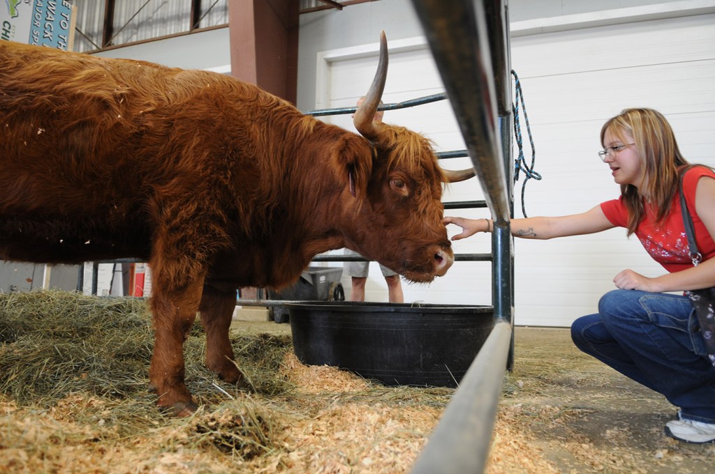 A Highland cow meets a visitor during the 153rd annual Chilliwack Fair at Chilliwack Heritage Park on Saturday, Aug. 9, 2025.