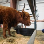 A Highland cow meets a visitor during the 153rd annual Chilliwack Fair at Chilliwack Heritage Park on Saturday, Aug. 9, 2025.