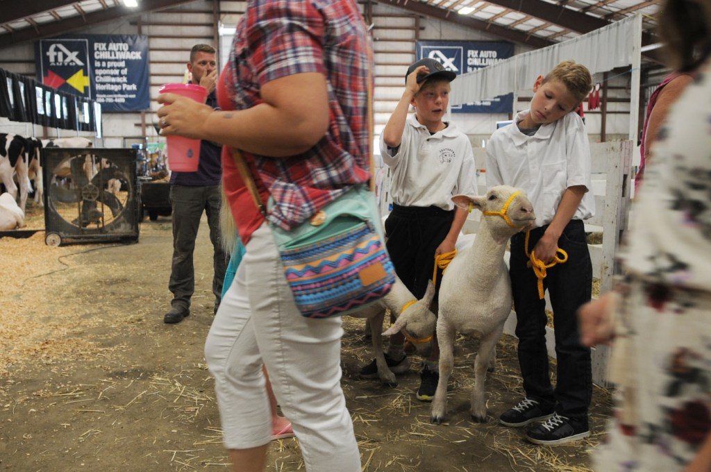 Kids wait to compete in a 4-H sheep show during the 153rd annual Chilliwack Fair at Chilliwack Heritage Park on Saturday, Aug. 9, 2025.