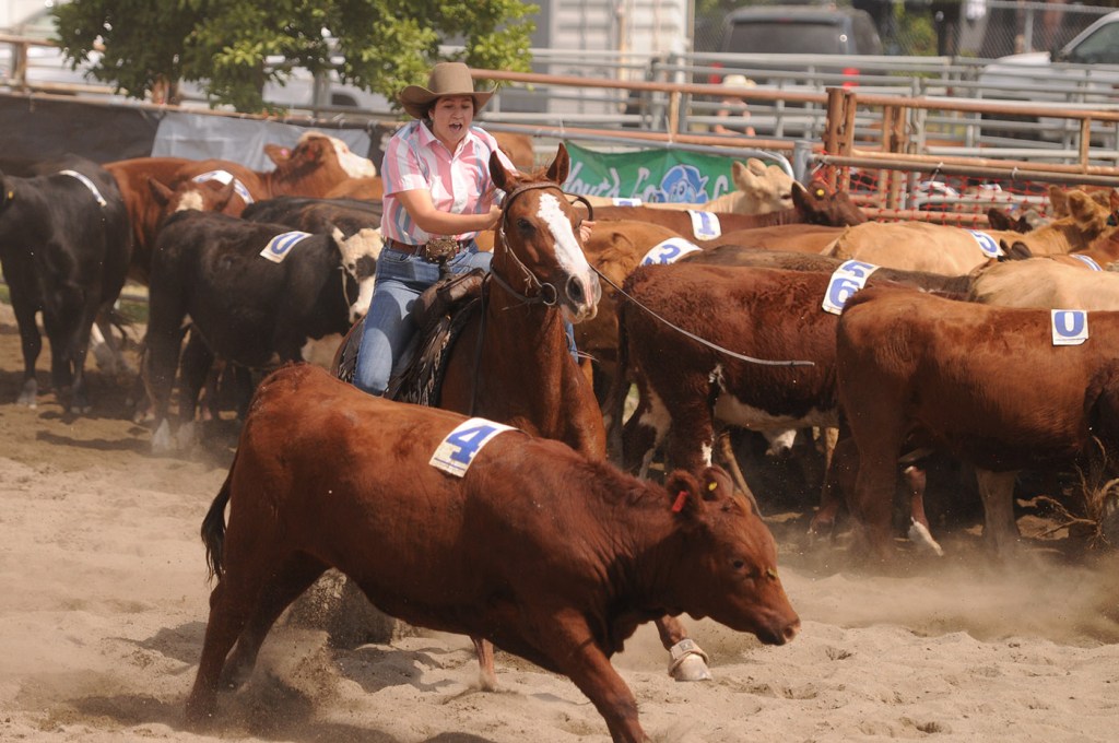 Robyn Alexis of Vernon competes in the team cattle penning event during the 153rd annual Chilliwack Fair at Chilliwack Heritage Park on Saturday, Aug. 9, 2025.