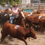 Robyn Alexis of Vernon competes in the team cattle penning event during the 153rd annual Chilliwack Fair at Chilliwack Heritage Park on Saturday, Aug. 9, 2025.
