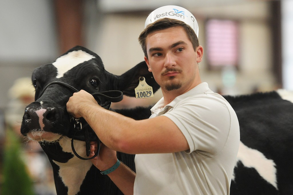 A 4-H dairy competition takes place during the 153rd annual Chilliwack Fair at Chilliwack Heritage Park on Saturday, Aug. 9, 2025.