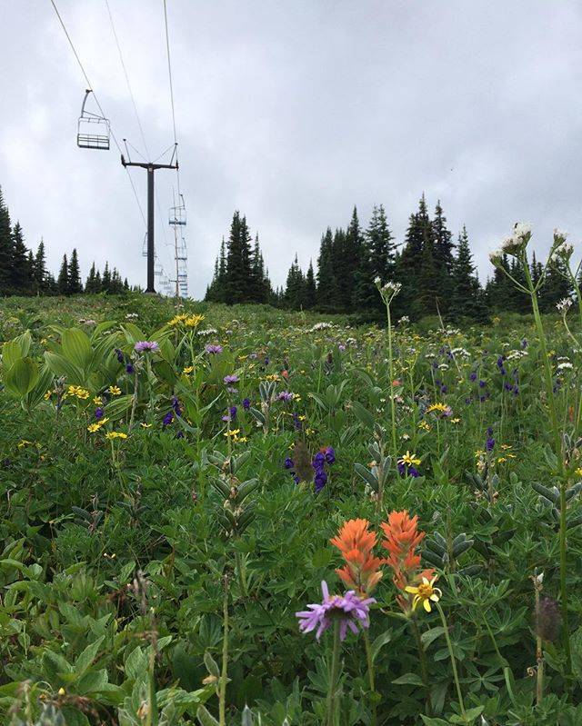 Hudson Bay Mountain Resort in summer. (Submitted photo/Black Press Media files)