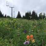 Hudson Bay Mountain Resort in summer. (Submitted photo/Black Press Media files)