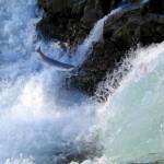 A steelhead tries to run upriver at Moricetown Canyon near Smithers, B.C. (Jerome Charaoui/Wikimedia Commons)