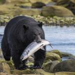 Experience the wilder side of BC with a wildlife tour. Yuri Choufour photo.