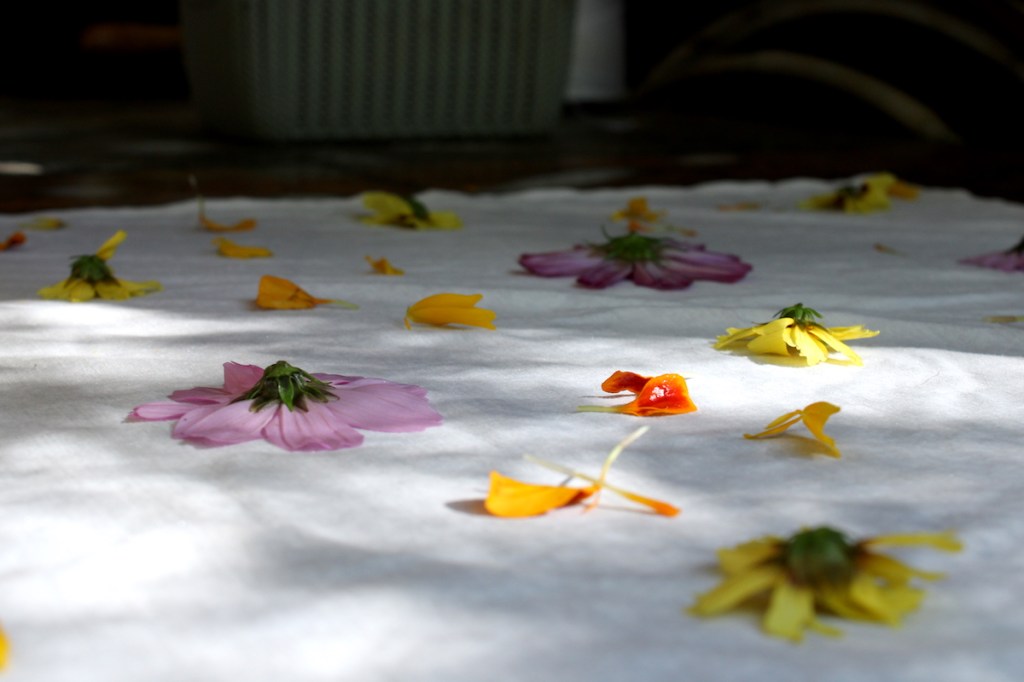 Flowers from Carly Stefanowich's garden placed on a sheet of linen readied to be eco-printed into the fabric.