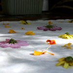 Flowers from Carly Stefanowich's garden placed on a sheet of linen readied to be eco-printed into the fabric.