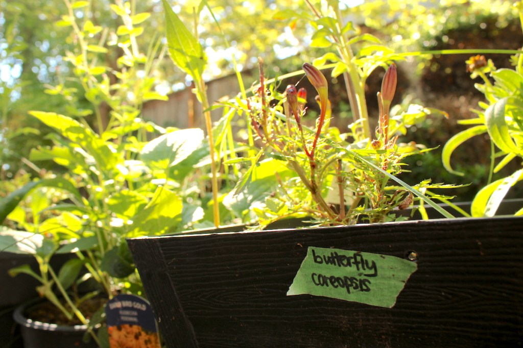 Plants in the garden of Carly Stefanowich's Victoria apartment.