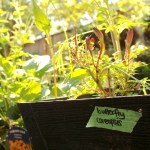 Plants in the garden of Carly Stefanowich's Victoria apartment.