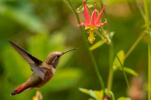 A hummingbird makes the rounds at the Jensen-Olson Arboretum on June 30, 2019. (Courtesy Photo