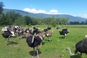 An Edgewood ostrich farm is hoping to use an avian flu outbreak to study the disease and develop an antigen for other birds.