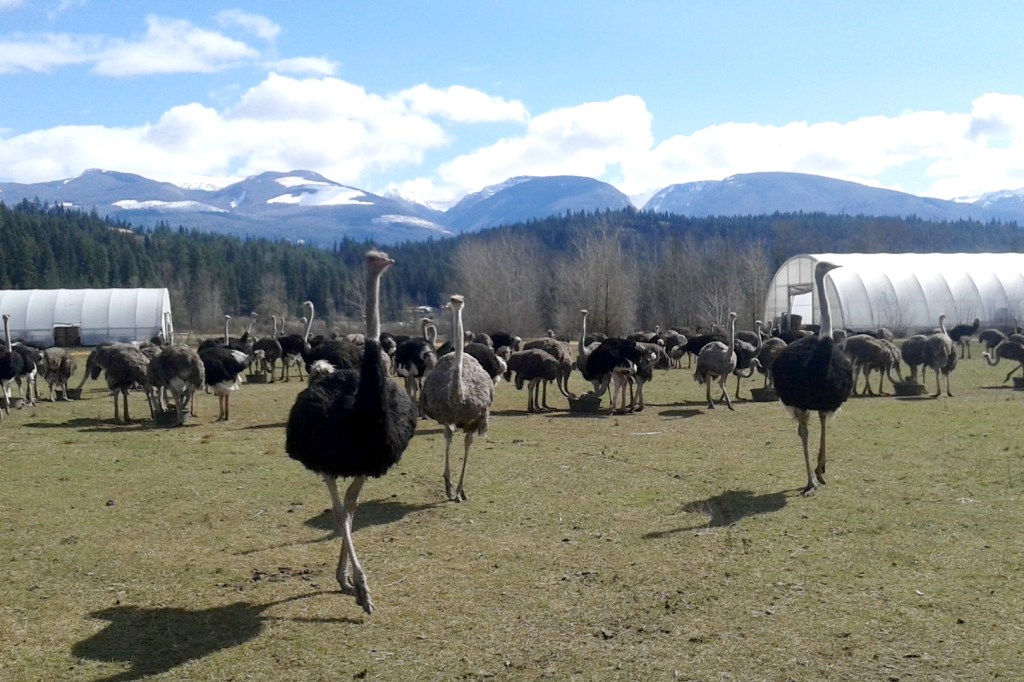 An Edgewood ostrich farm is hoping to use an avian flu outbreak to study the disease and develop an antigen for other birds.