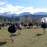 An Edgewood ostrich farm is hoping to use an avian flu outbreak to study the disease and develop an antigen for other birds.