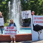 A crowd of people protest at the corner of Vernon's Polson Park, in response to the looming killing of a herd of ostrich in Edgewood.