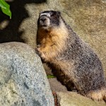Roger the yellow-bellied marmot has been a 'guest' of the Fairmont Empress since 2008. Courtesy of Fairmont Empress