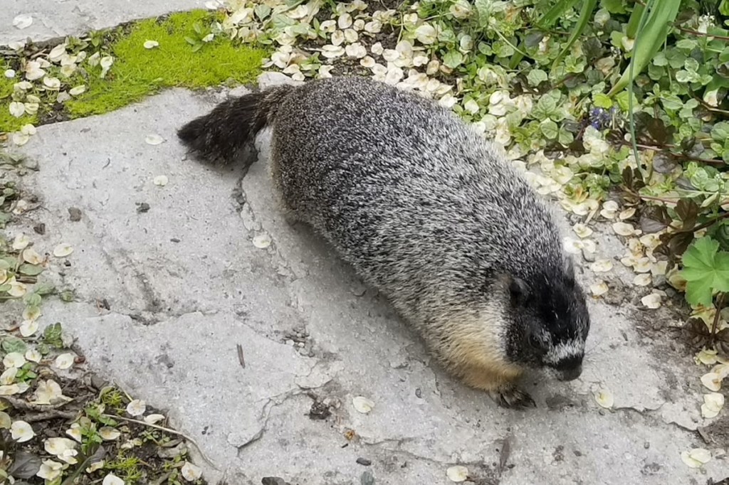 Fairmont Empress Hotel gardener Alex Buck says resident yellow-bellied marmot Roger is the unofficial boss of his team.