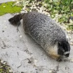 Fairmont Empress Hotel gardener Alex Buck says resident yellow-bellied marmot Roger is the unofficial boss of his team.