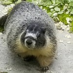 Fairmont Empress Hotel gardener Alex Buck says resident yellow-bellied marmot Roger is the unofficial boss of his team.