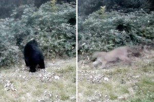 A cougar was caught on camera chasing down a black bear in a unnamed location on Vancouver Island.