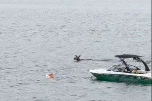 A moose swimming on Shuswap Lake made quite a splash in Blind Bay where resident Jane O'Connor got a video that already has over 6,000 views on Facebook.