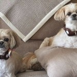 In many homes across Canada, dogs are loyal and faithful companions.