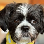 William Shakespeare coined the term, “Cry havoc and let the dogs of war.”