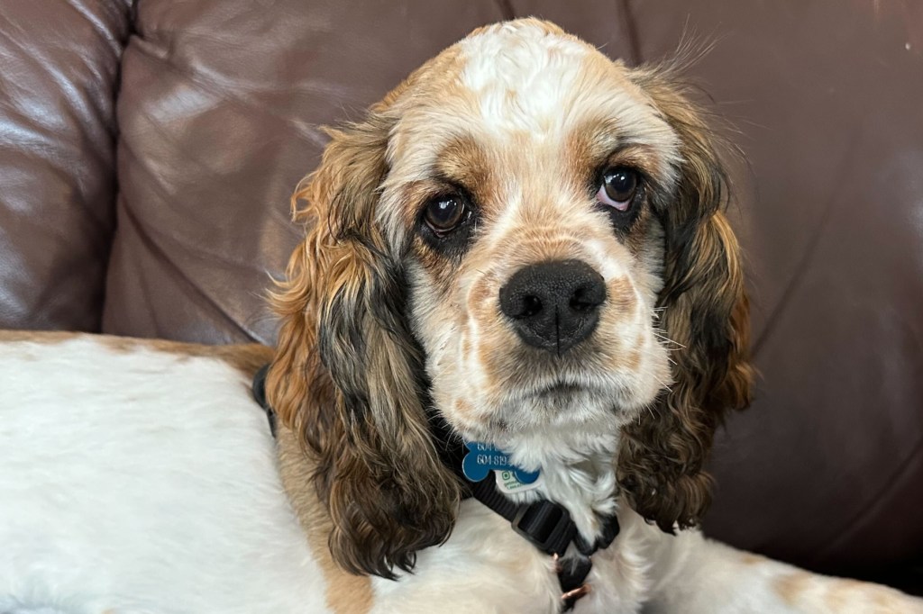 Dogs have been featured in many stories and popular culture references.