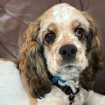 Dogs have been featured in many stories and popular culture references.