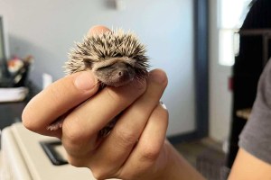 The Shuswap branch of the BC SPCA asked residents to be on the lookout for hedgehogs in the area of Okanagan Avenue SE and Little Mountain, after a hoglet was found near the tennis courts on Monday, Sept. 15. A mother hedgehog and baby were found in the same area the week prior.