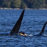 Researchers from SeaDoc Society and San Diego Zoo Wildlife Alliance spotted a new southern resident calf travelling among the J16s, Sept. 18.