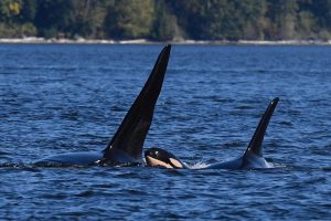 Researchers from SeaDoc Society and San Diego Zoo Wildlife Alliance spotted a new southern resident calf travelling among the J16s, Sept. 18.