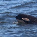 Researchers from SeaDoc Society and San Diego Zoo Wildlife Alliance spotted a new southern resident calf travelling among the J16s, Sept. 18. SeaDoc Society/Facebook