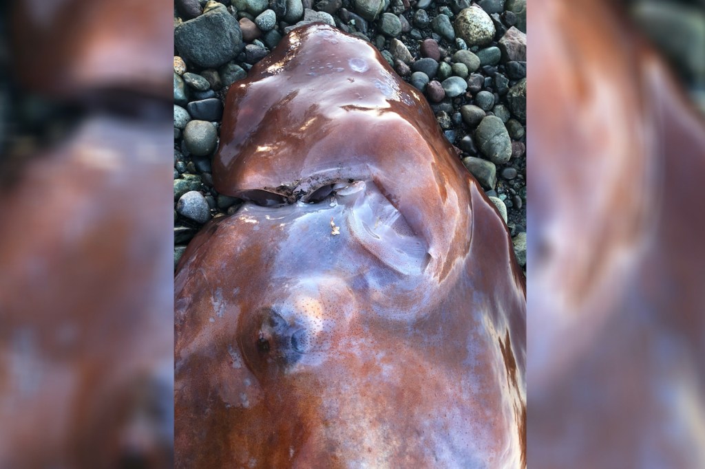 A seven-armed octopus was found washed ashore on South Pender Island in August.