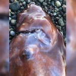 A seven-armed octopus was found washed ashore on South Pender Island in August.