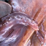 A seven-armed octopus was found washed ashore on South Pender Island in August. Courtesy of Kathleen Durant