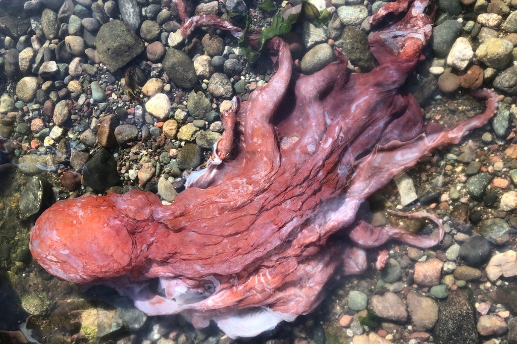 A seven-armed octopus was found washed ashore on South Pender Island in August.