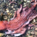 A seven-armed octopus was found washed ashore on South Pender Island in August.