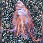 A seven-armed octopus was found washed ashore on South Pender Island in August.