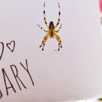 Resident spider Gary collaborates with Malakwa artist Isabell Weitman, contributing webs to her unique pieces.