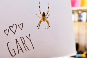 Resident spider Gary collaborates with Malakwa artist Isabell Weitman, contributing webs to her unique pieces.