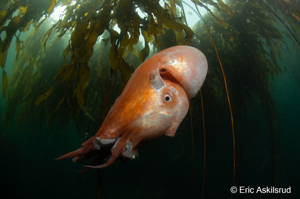 Diver Eric Askilsrud encountered a seven-armed octopus in 2023, while exploring the waters of Salt Creek, Washington.